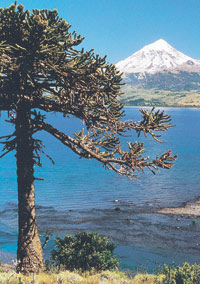 Parque Nacional Lanín. Lagos, montañas y bosques para recorrerlos en un día o quedarse una semana.