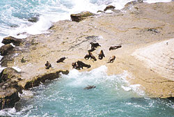 Lobos marinos bajo el sol. Otra escena del múltiple show de la fauna marina.