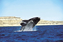 Gran salto de ballena en las aguas intensamente azules de Puerto Pirámides.