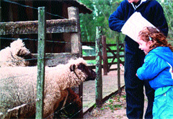 La granja es una actividad autocontenida para los más chicos, que disfrutan de los animales con guías o con sus padres.